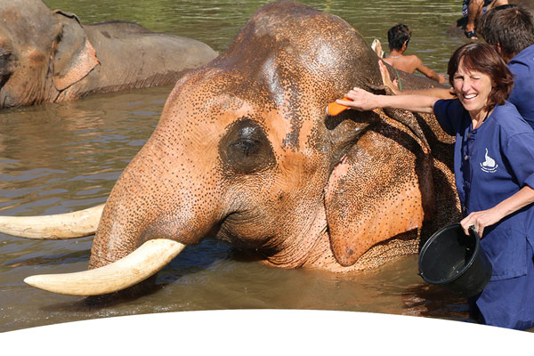 Elephant Sanctuary in Thailand