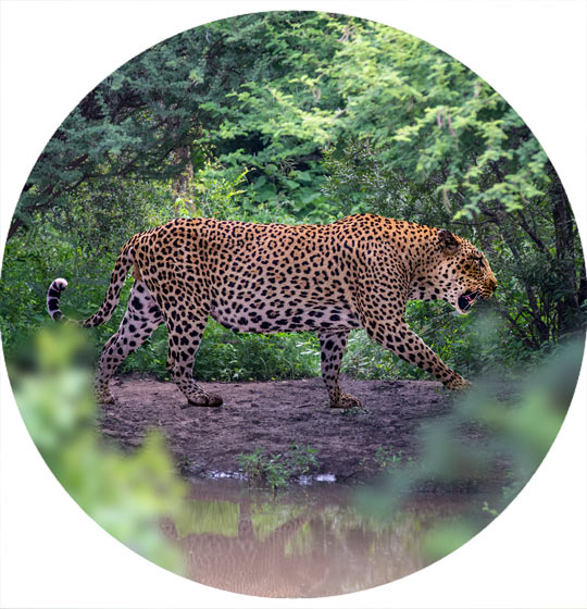 The leopard of South Africa