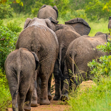 Elephants in Tanzania
