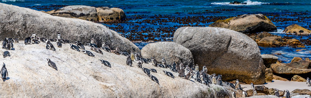 Penguins of South Africa