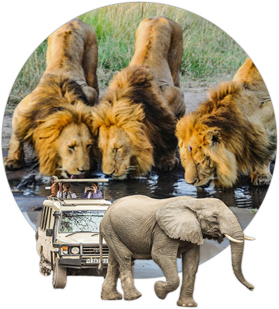 Lions Family in Kanya