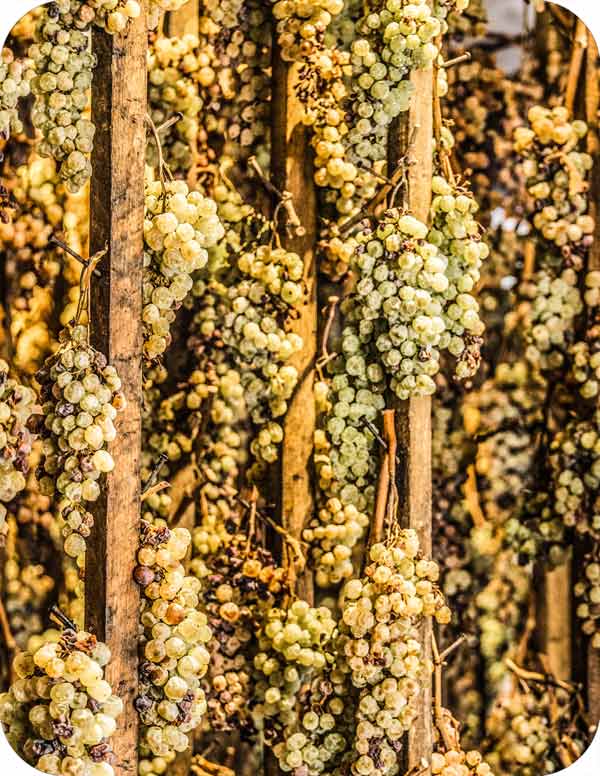 Wine Estates in Verona