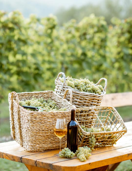 New Zealand Winery