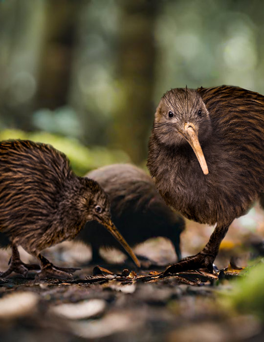 Kiwi Bird in New Zealand