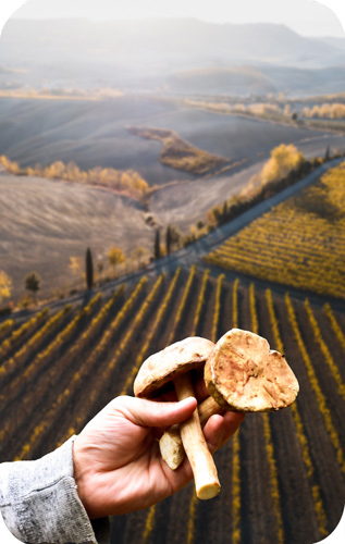 Italy Truffles