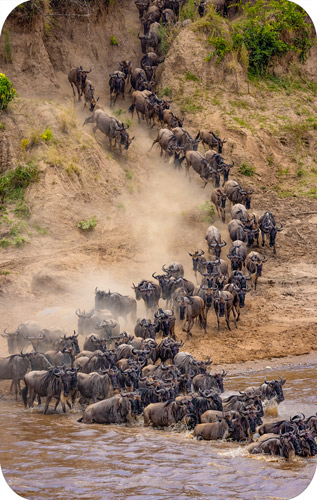 Great Animal Migration, Kanya