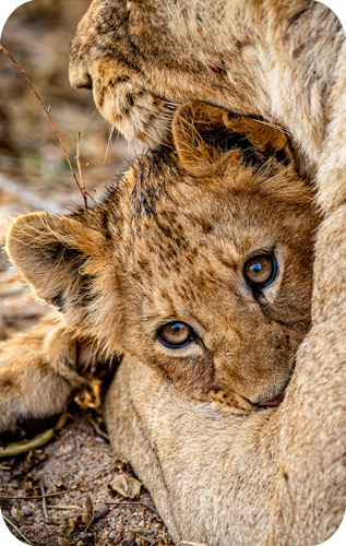 Little Lion in Mum's Hug
