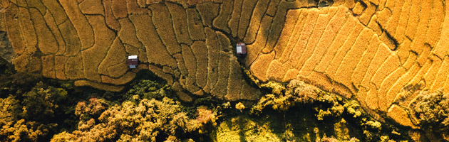 Longji Rice Terraces in Autumn