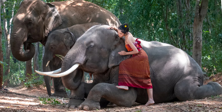 Elephants in Chiang Mai