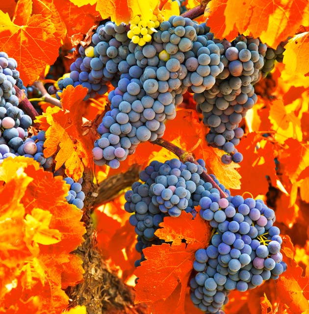 Mendoza Wineries Tour