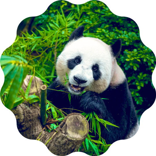 Giant Panda Breeding Base