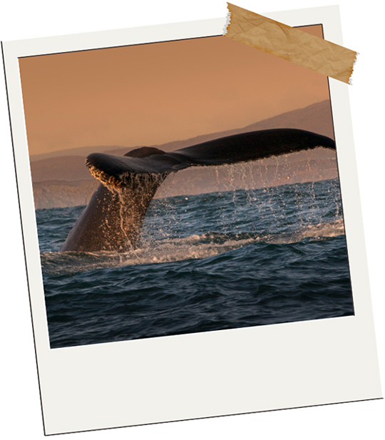 Whale Watching in Kaikoura 