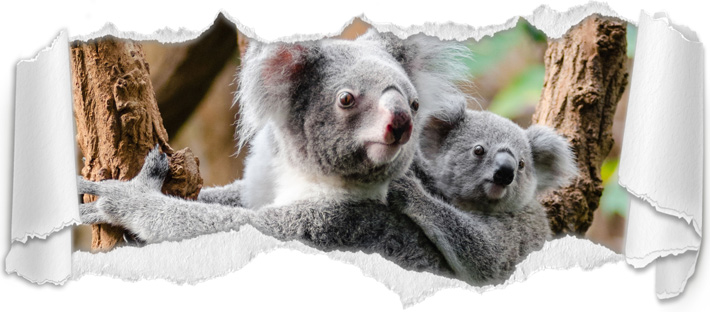 Koalas in Warrnambool Wildlife Reserve
