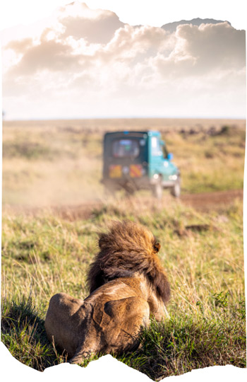 Safari in South Africa