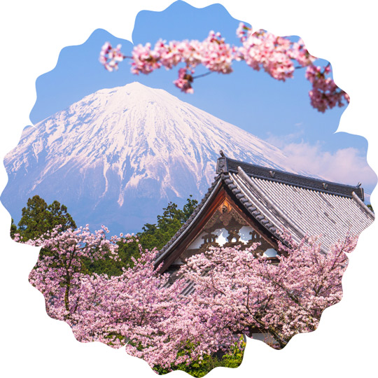 Cherry Blossom Season in Japan