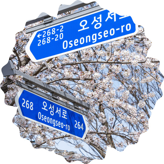 Cherry Blossom Season in South Korea