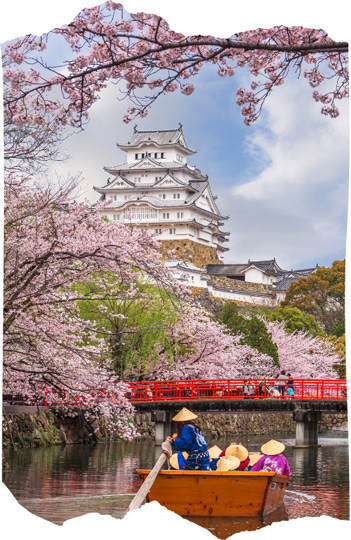 Himeji Castle in Sakura Season