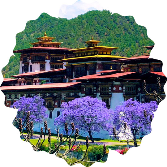 Punakha Dzong with Jacaranda Blooming