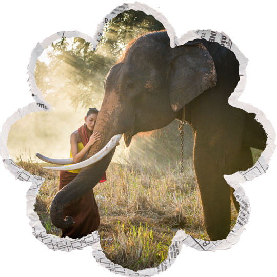 Chiang Mai Elephant Park Experience