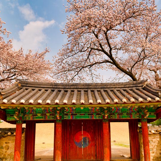South Korea: Cherry Blossom Season