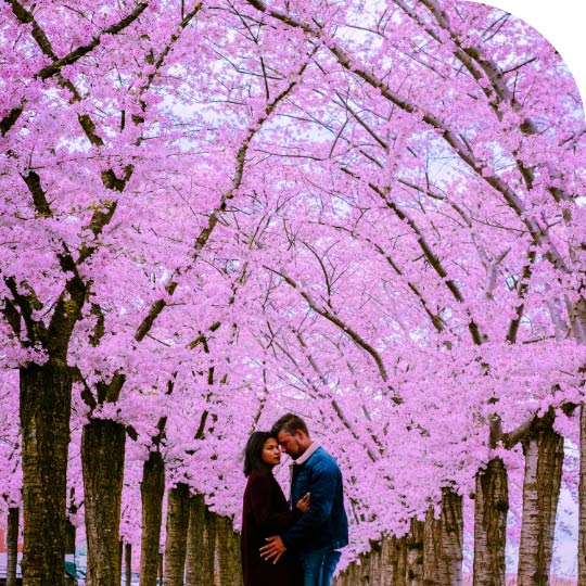 Japan Cherry Blossom Season