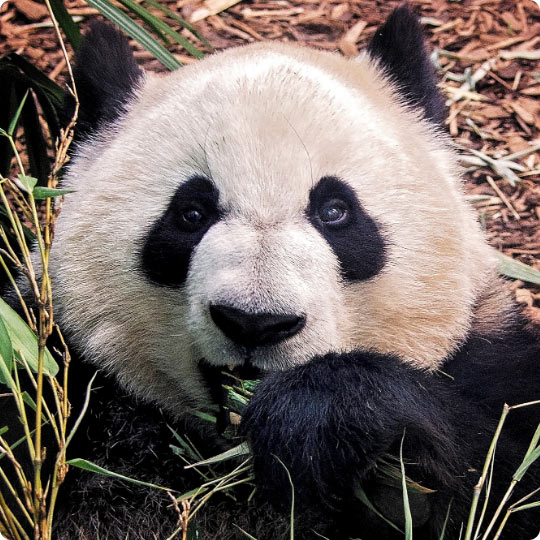 giant panda