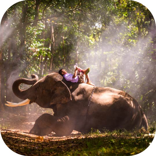 Elephant Experiance in Chiang Mai