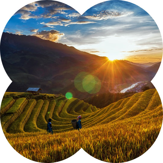 Rice Harvest Season in Sapa