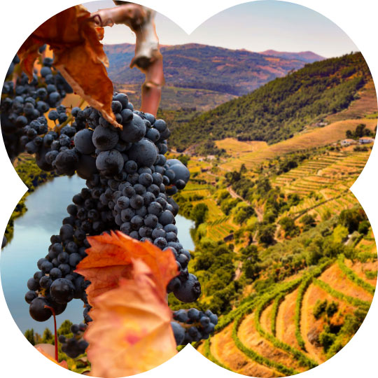 Douro Valley with Ripe Grapes