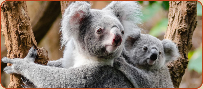 Koalas in Warrnambool Wildlife Reserve