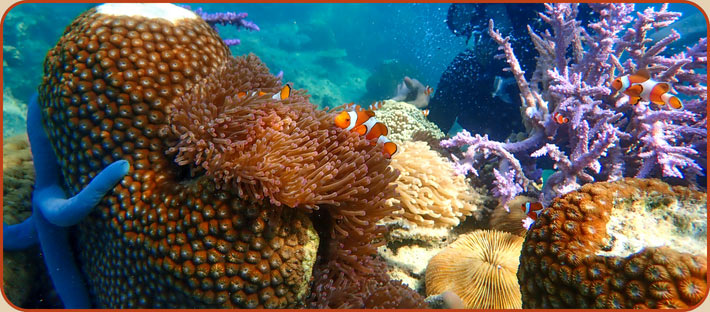 The Great Barrier Reef