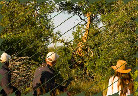 ENCOUNTER WITH A GIRAFFE