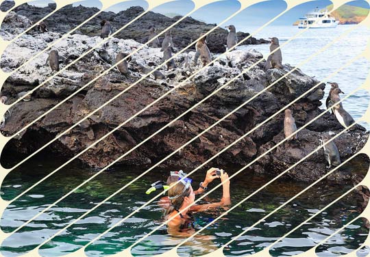 MEET GALAPAGOS ANIMALS