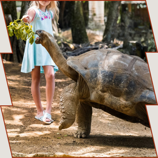 Giant tortoises of the Galapagos Islands
