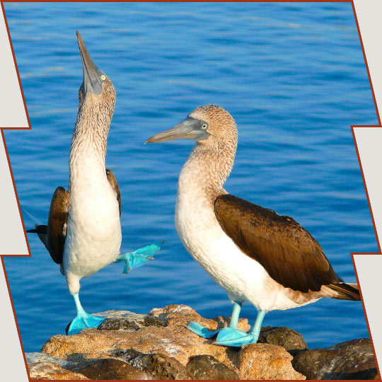 Blue-footed booby in the Galapagos Islands