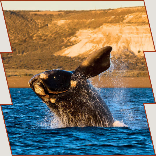 Whale-watching in Peninsula Valdes