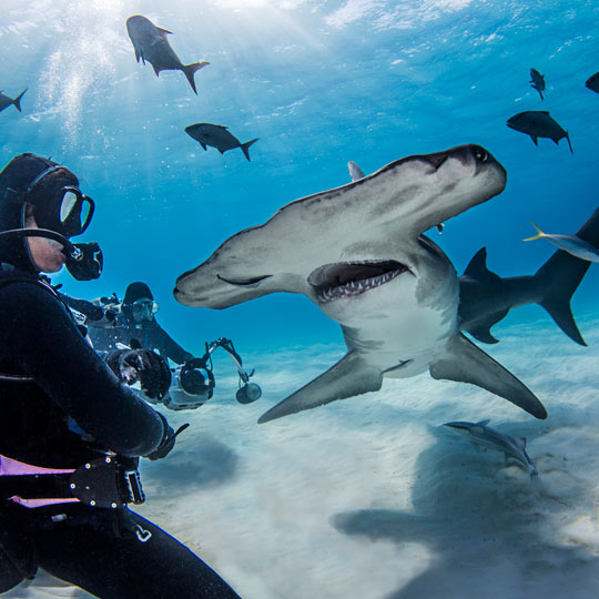 Shark snorkeling in Hermanus