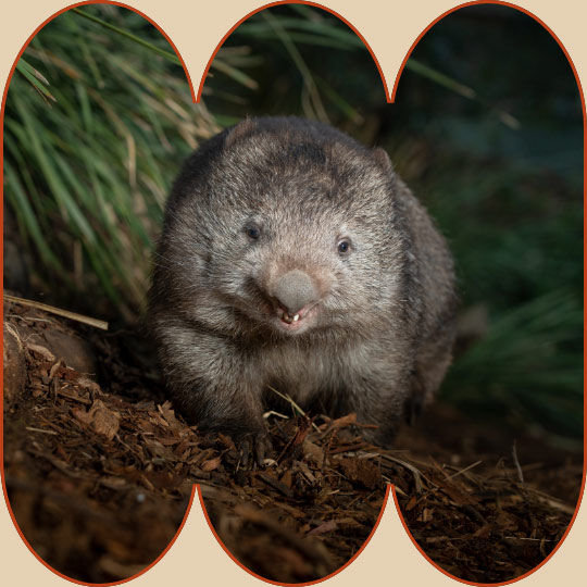Wombat