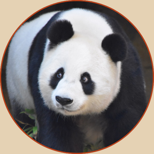 chengdu panda