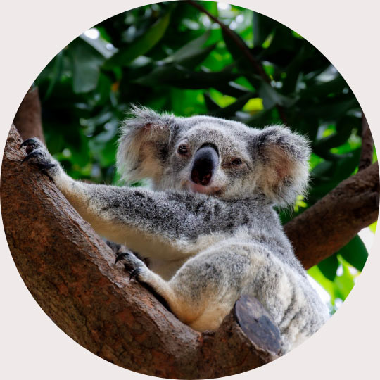 koala