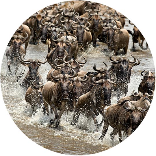 Paradise Crossing