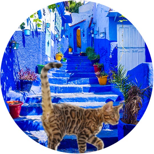 Stray cats in Chefchaouen
