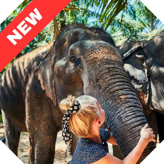 A kid touched an Asian elephant
