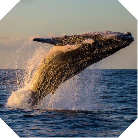 Whale Watching