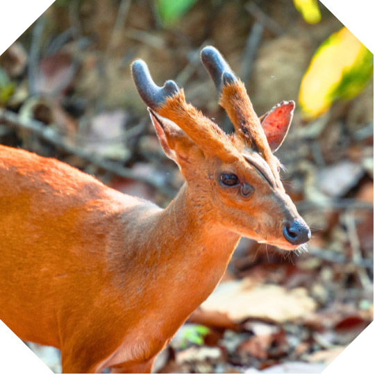 Southern red muntjac