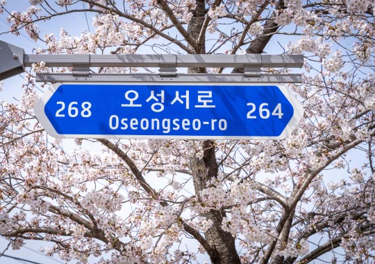 South Korea's cherry blossom season
