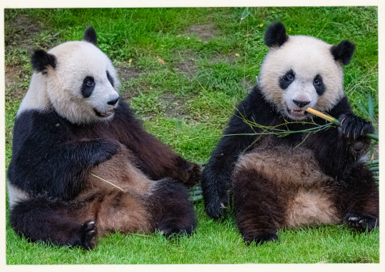 Chengdu Giant Panda Breeding Research Base