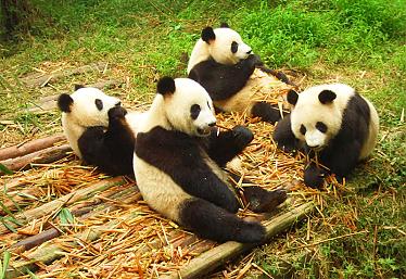 Giant pandas in Chengdu