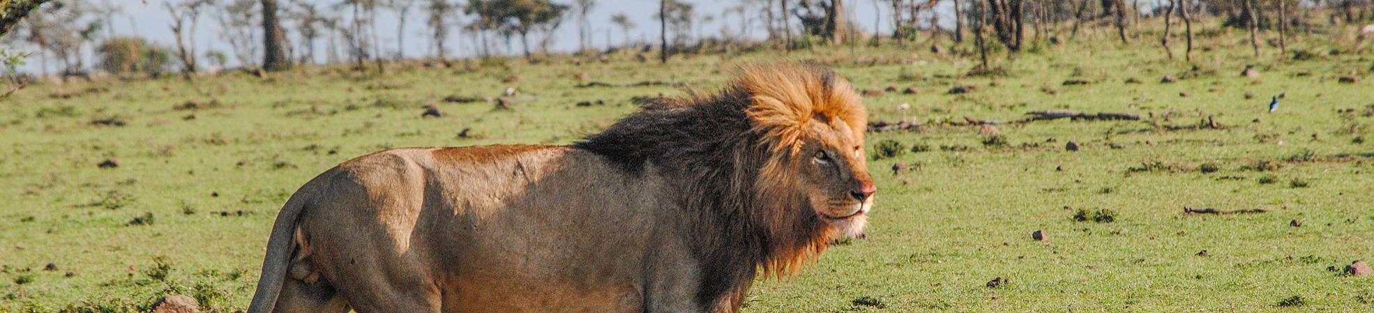 Meet the Real Lion King in Africa