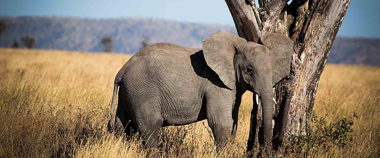 Serengeti, Tanzania